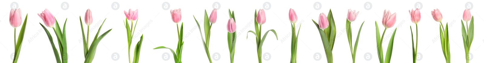 Image of Set of beautiful spring tulips on white background. Banner design 