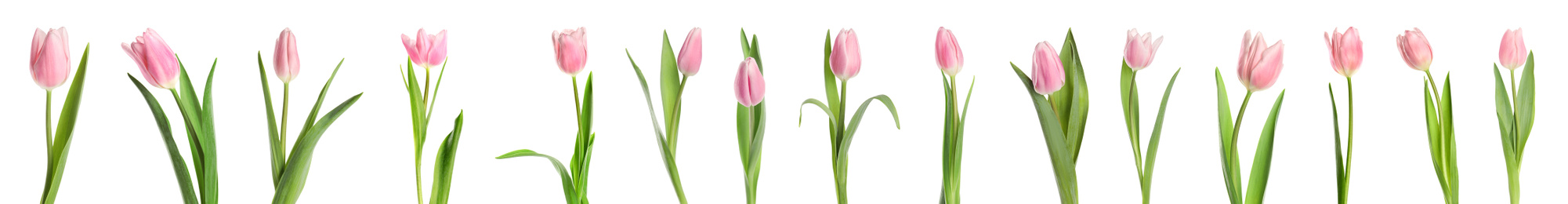 Image of Set of beautiful spring tulips on white background. Banner design 