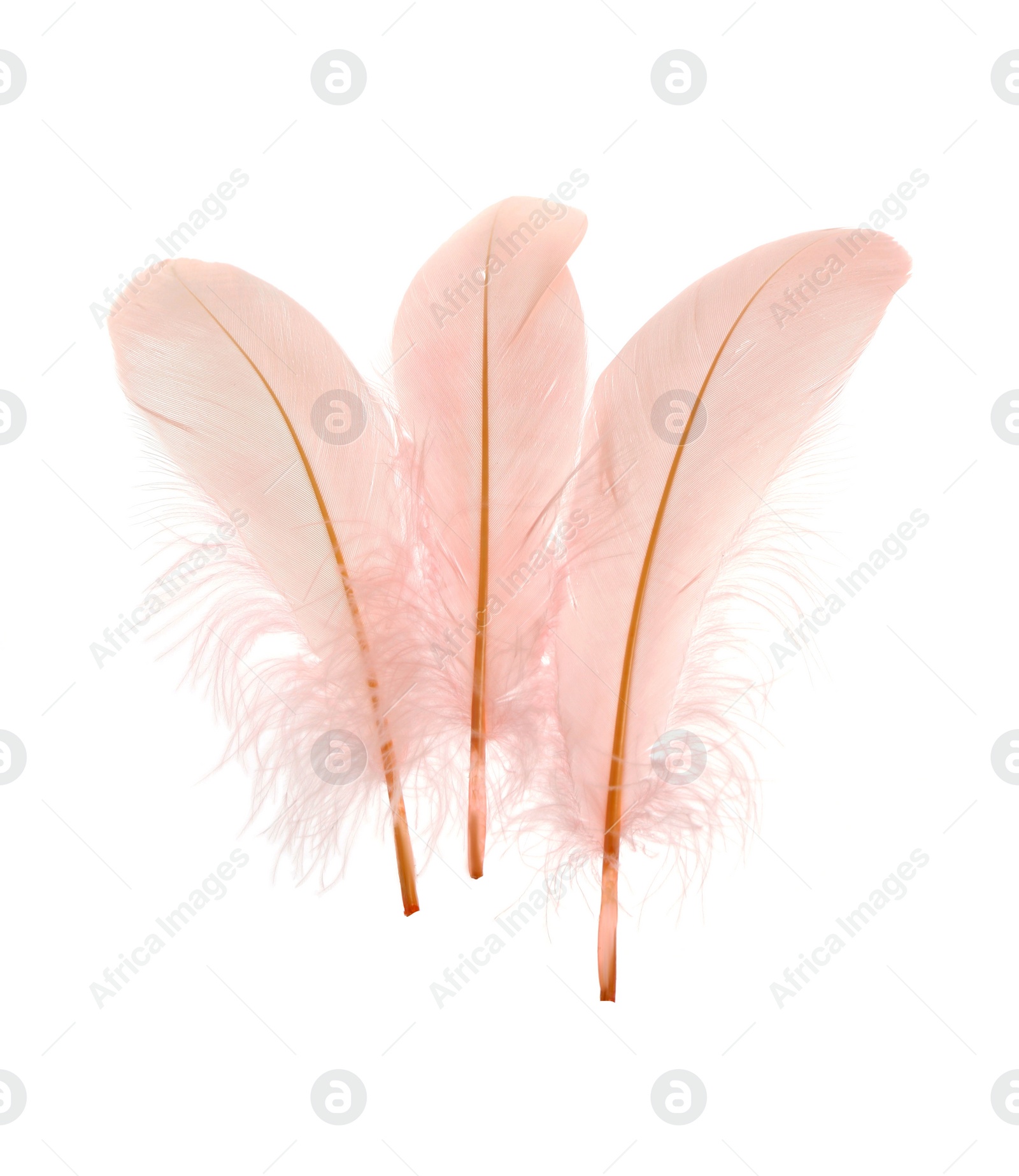 Photo of Beautiful delicate light pink feathers on white background