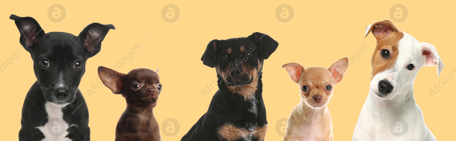 Image of Cute funny dogs on beige background. Banner design