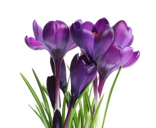 Photo of Beautiful spring crocus flowers on white background