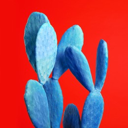 Blue cactus on red background. Creative design
