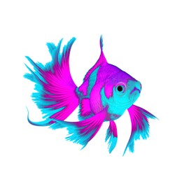 Image of Beautiful colorful betta fish on white background 