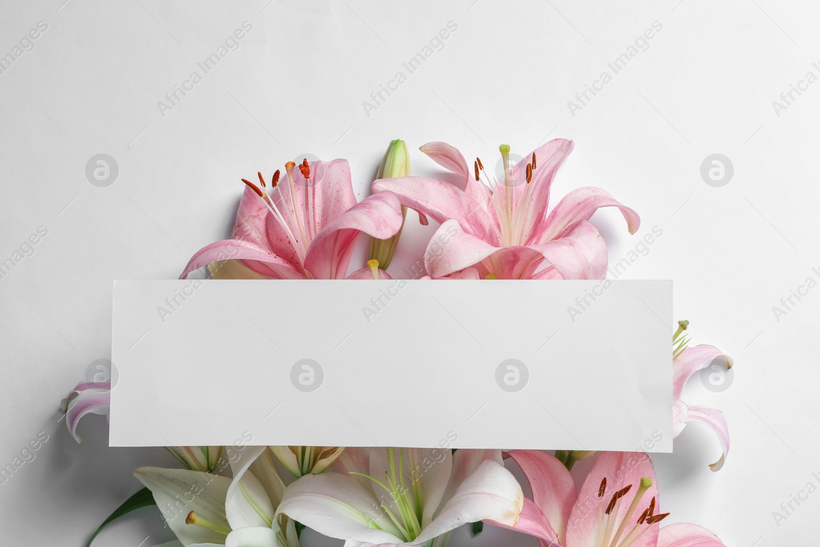 Photo of Composition with beautiful blooming lily flowers and card on white background