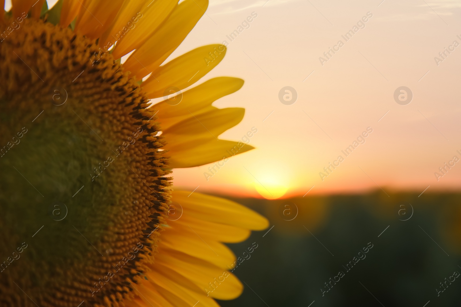 Photo of Beautiful sunflower growing in field, closeup. Space for text