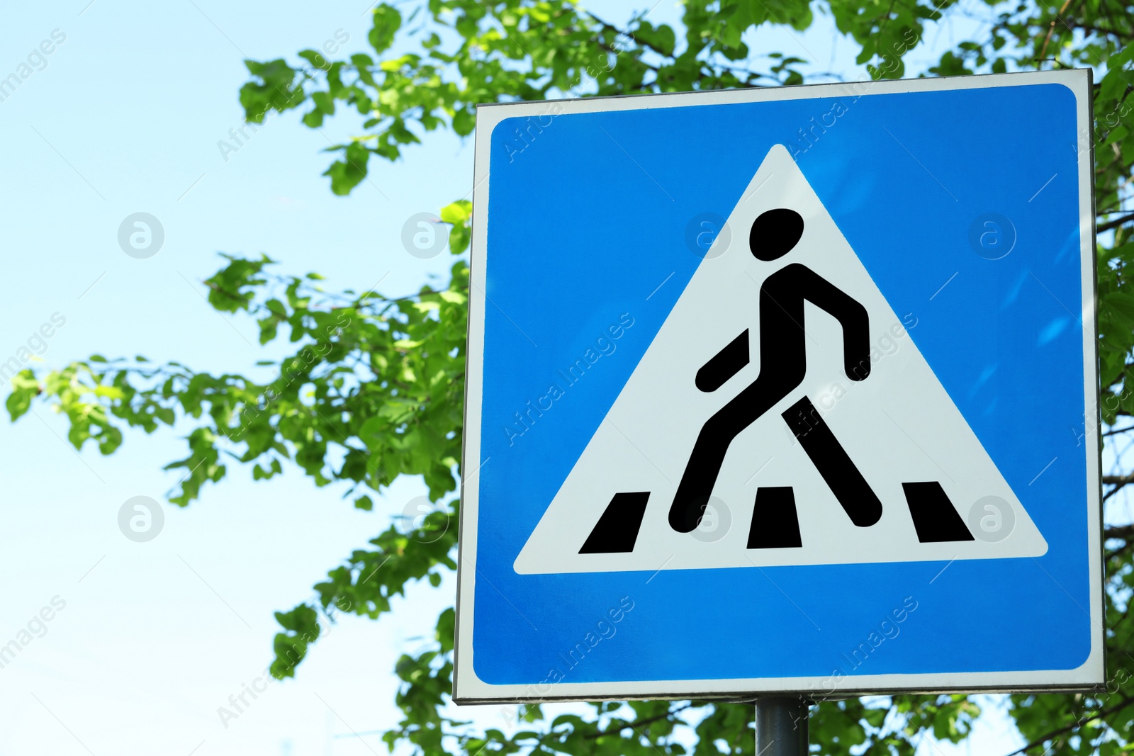 Photo of Post with Pedestrian Crossing traffic sign near tree against blue sky