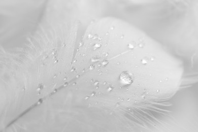 Photo of Beautiful fluffy bird feathers with water drops on white background, closeup