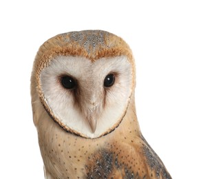 Photo of Beautiful common barn owl on white background, closeup