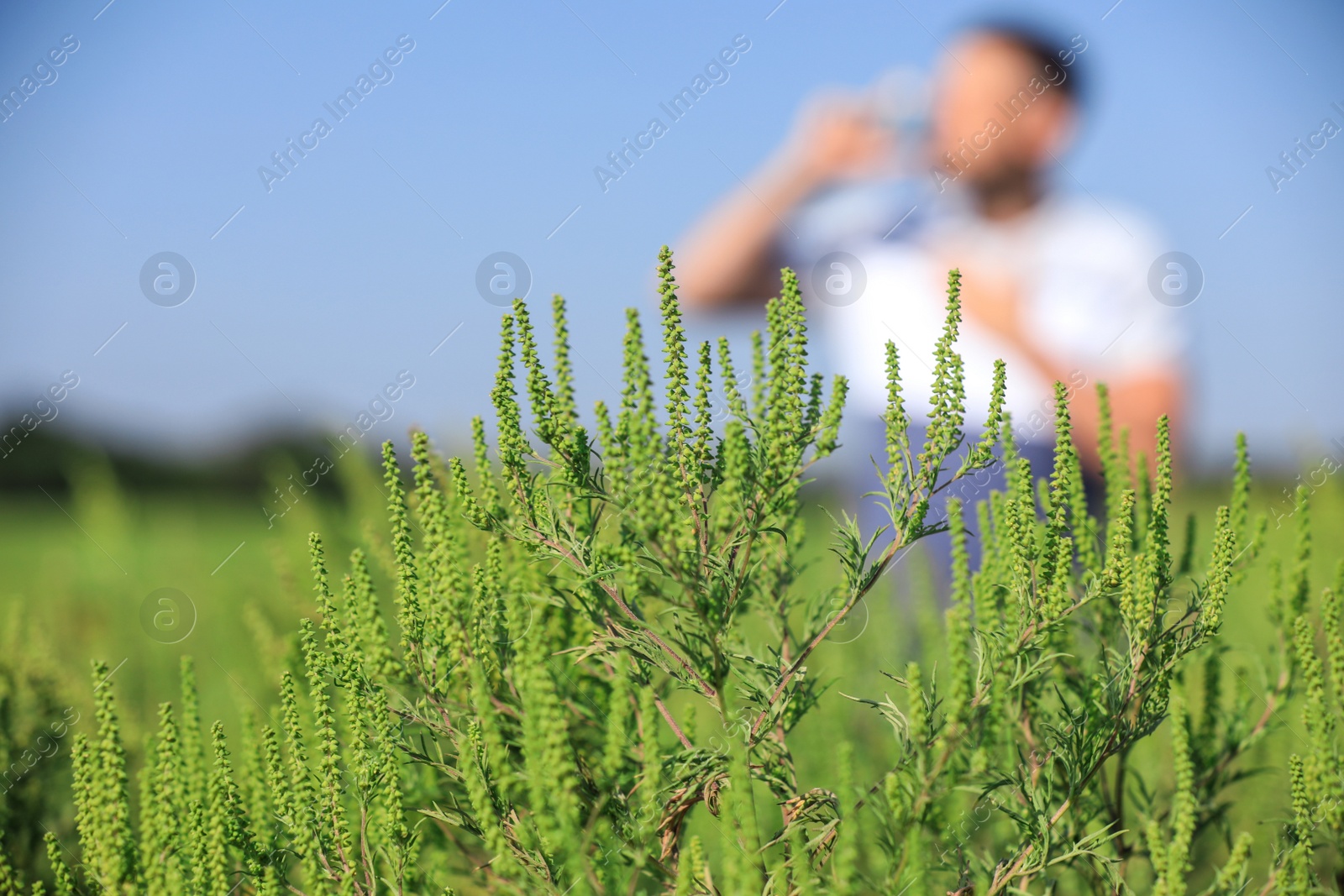 Photo of Blooming ragweed plant (Ambrosia genus) and blurred man on background, closeup. Seasonal allergy