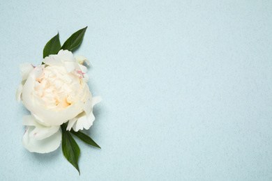 Photo of Beautiful white peony with leaves on light blue background, top view. Space for text