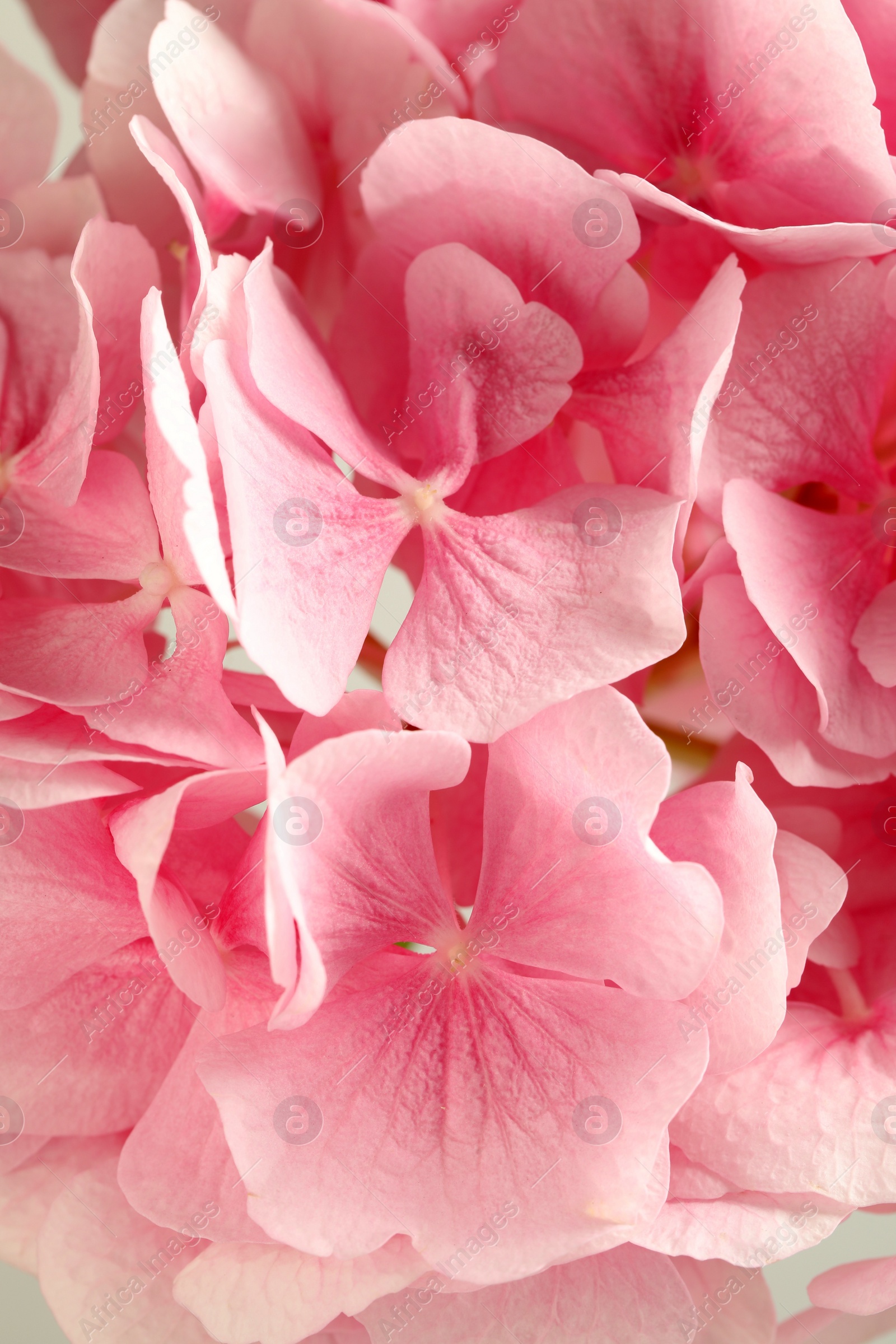 Photo of Beautiful pink hortensia flowers as background, closeup