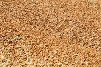 Pile of wheat grains as background, closeup view