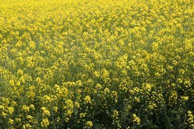 Photo of Field with many beautiful blooming rapeseed flowers