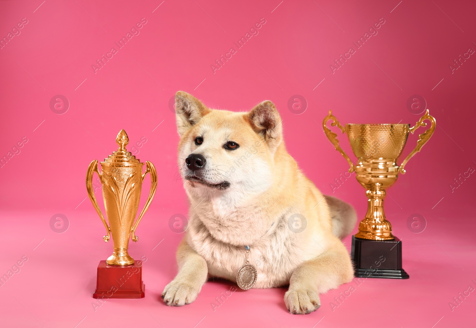 Photo of Adorable Akita Inu dog with champion trophies and medal on pink background