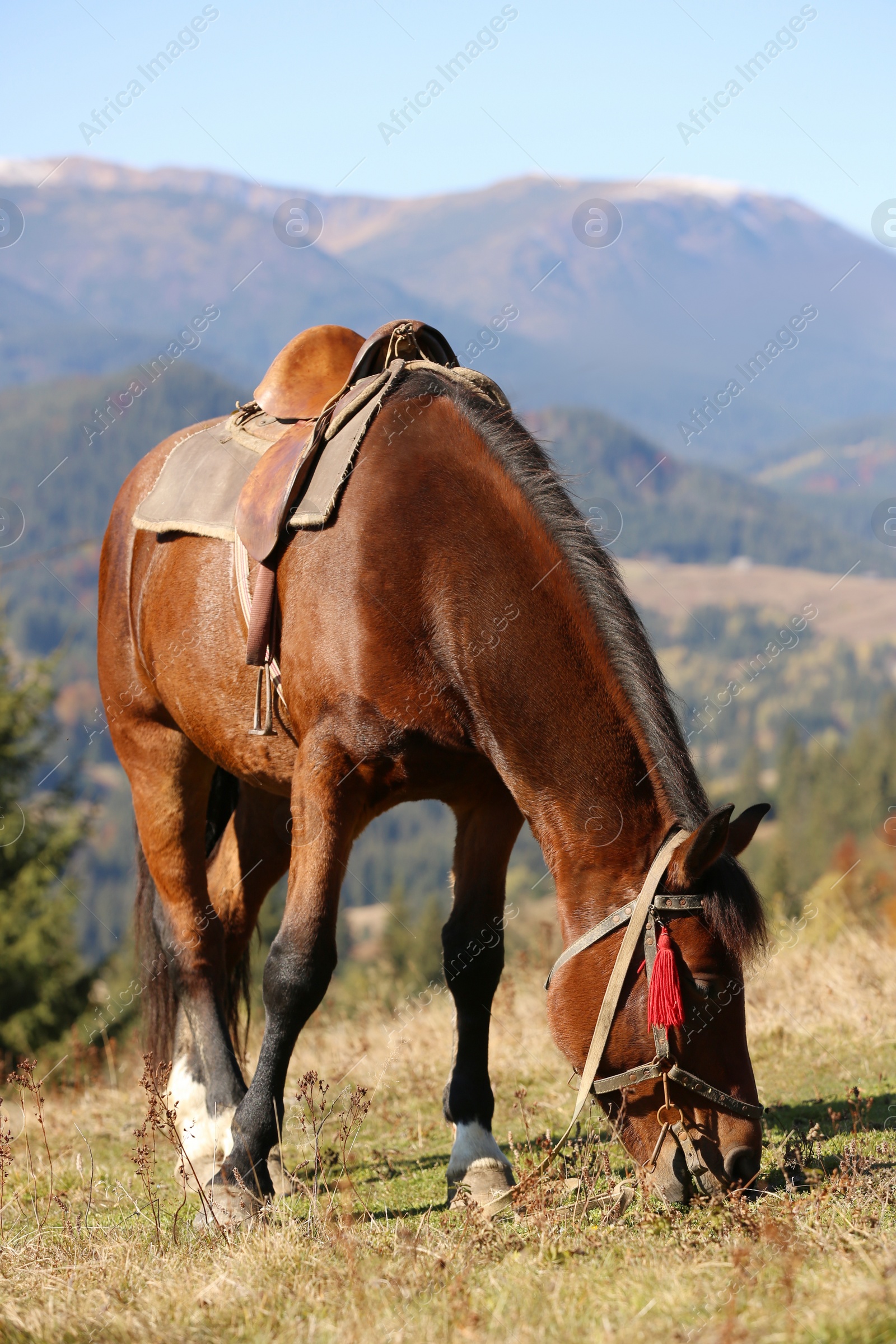 Photo of Beautiful horse grazing on pasture in mountains. Lovely pet