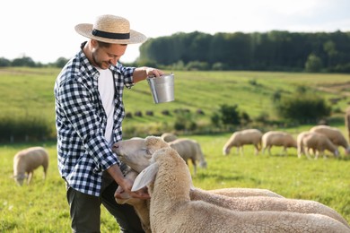 Photo of Smiling farmer with bucket feeding animals on pasture