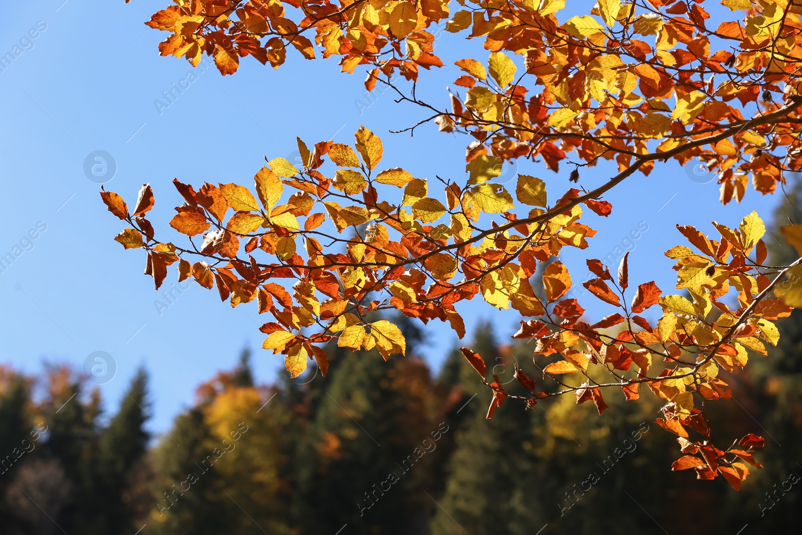 Photo of Beautiful tree with bright autumn leaves outdoors on sunny day