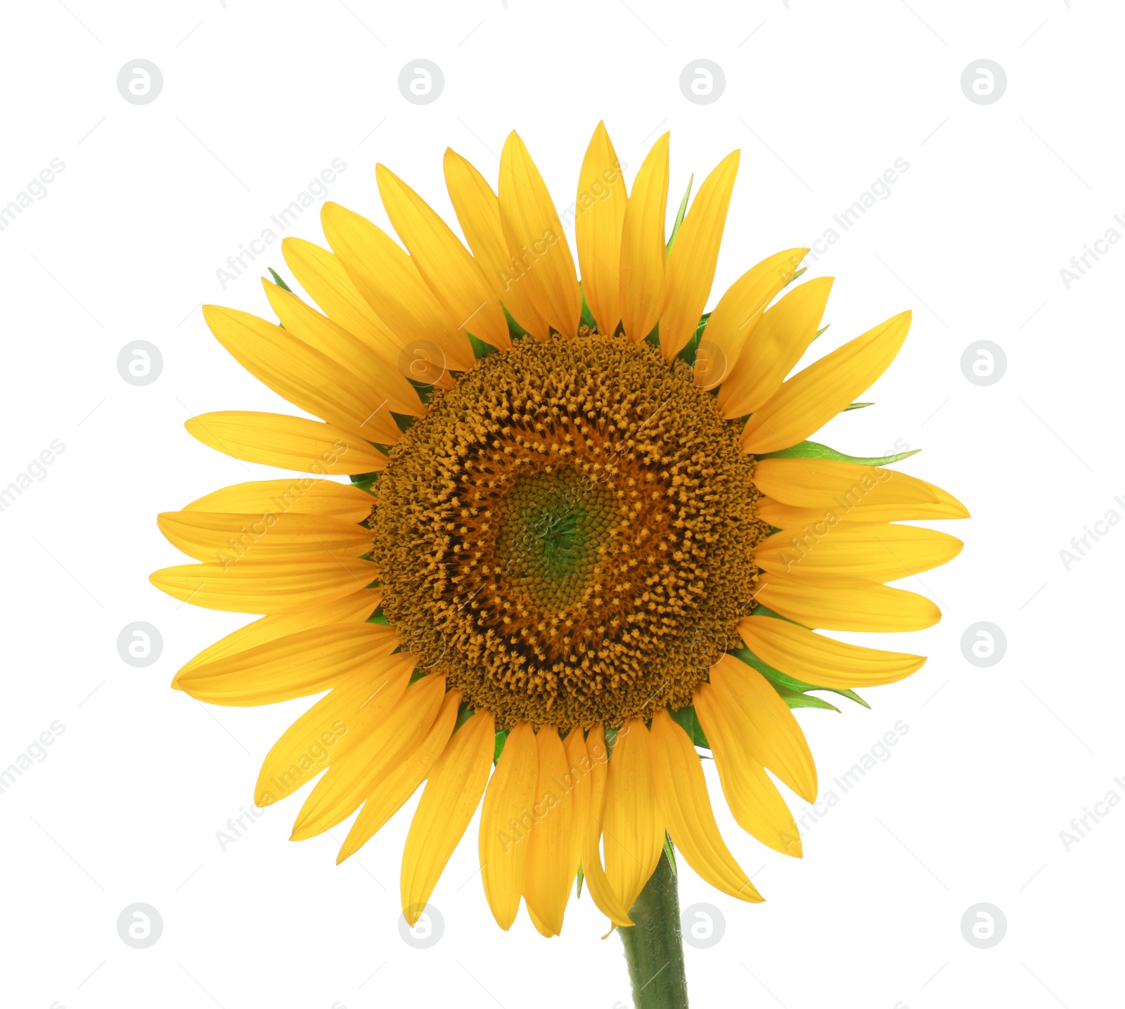 Photo of Beautiful bright blooming sunflower isolated on white