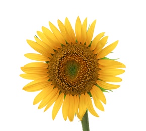 Photo of Beautiful bright blooming sunflower isolated on white