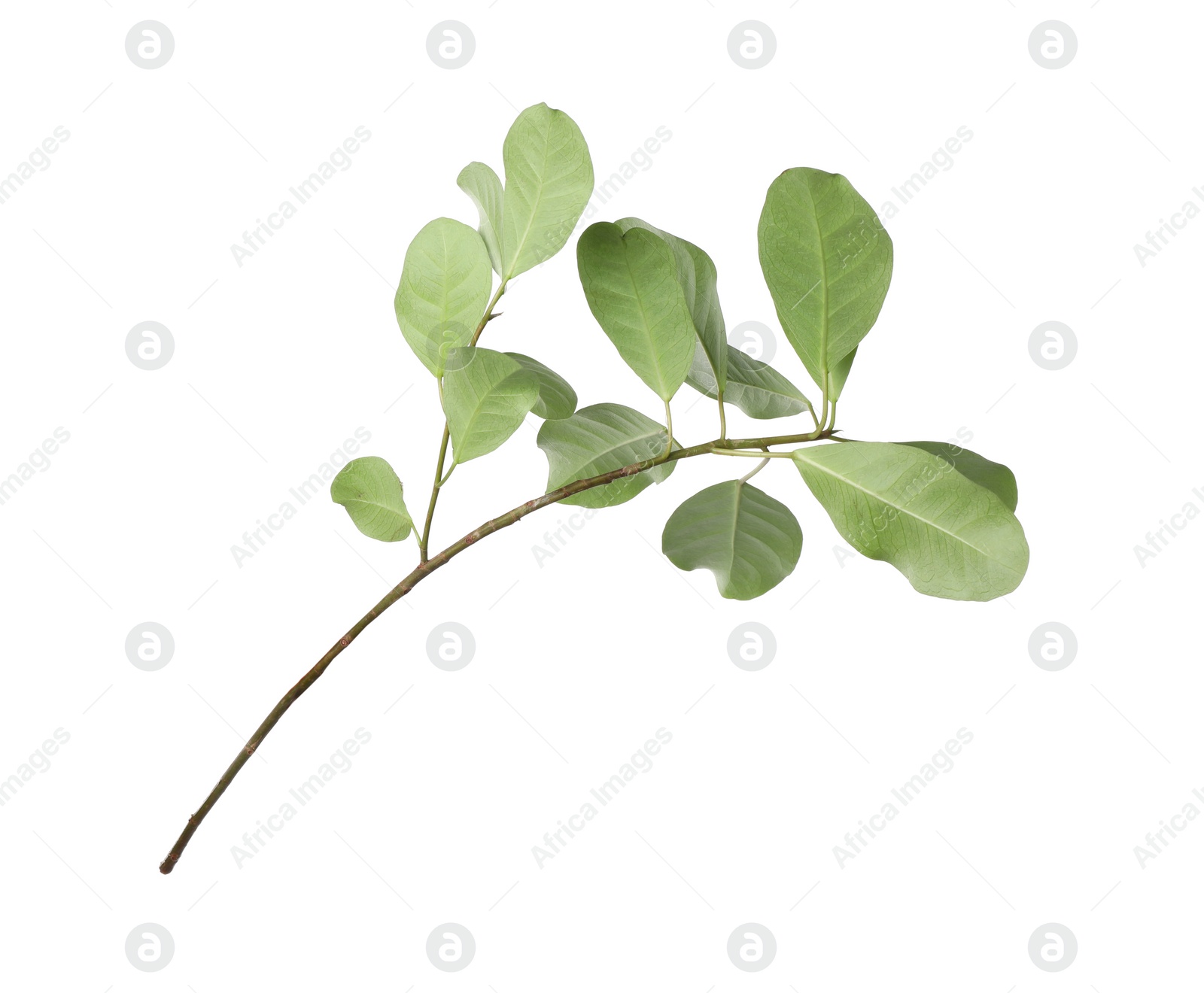 Photo of Branch of tropical citrus plant with leaves isolated on white