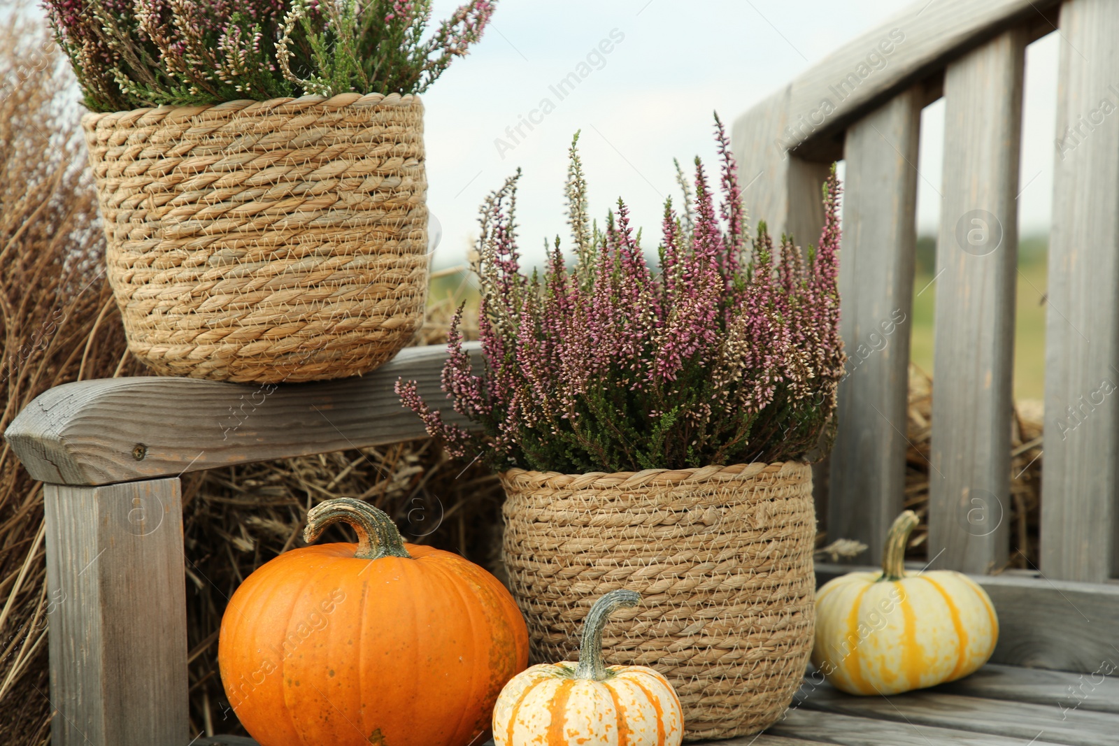 Photo of Beautiful heather flowers in pots and pumpkins on wooden bench outdoors