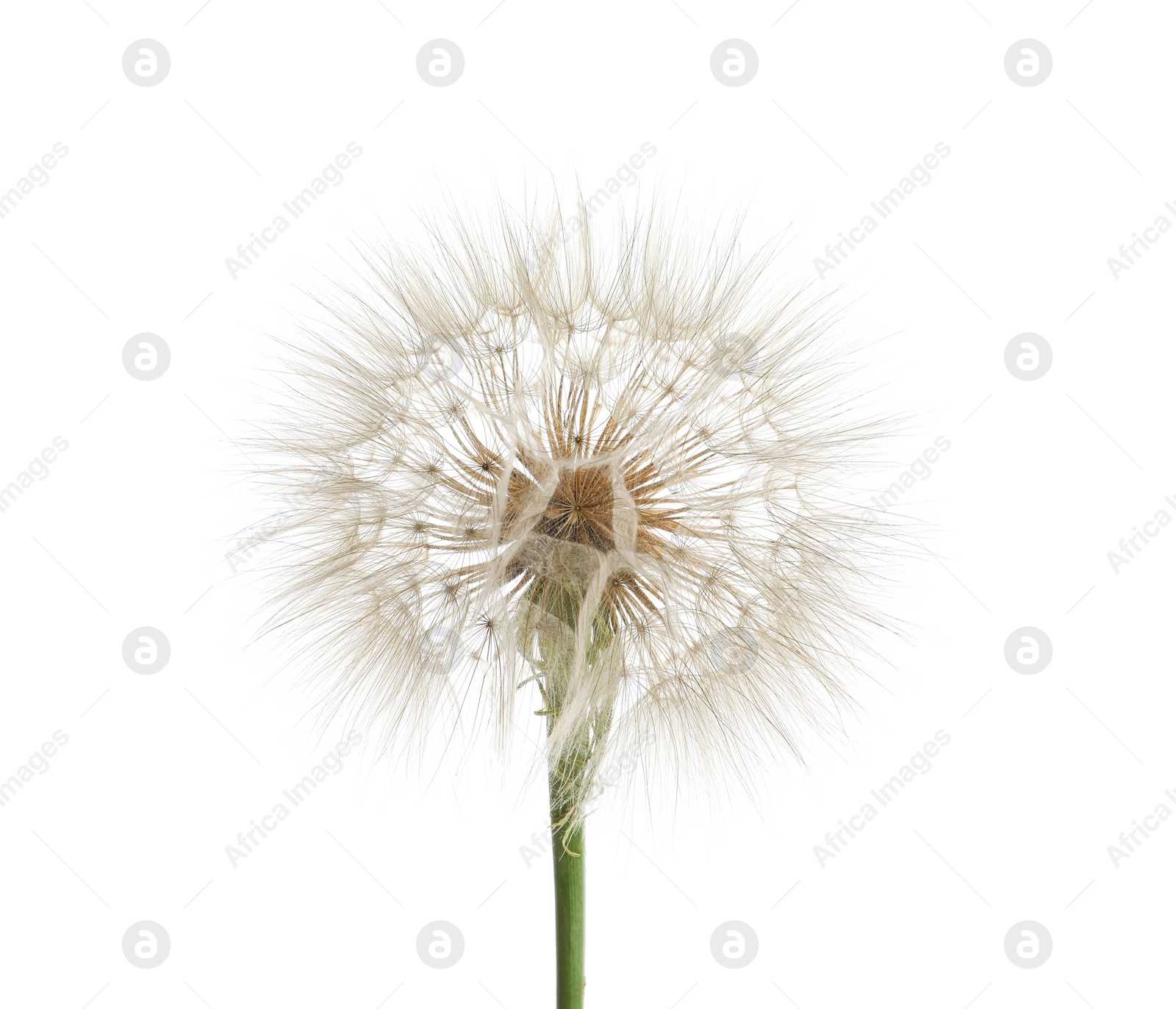 Photo of Beautiful dandelion seed head on white background