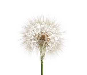 Beautiful dandelion seed head on white background