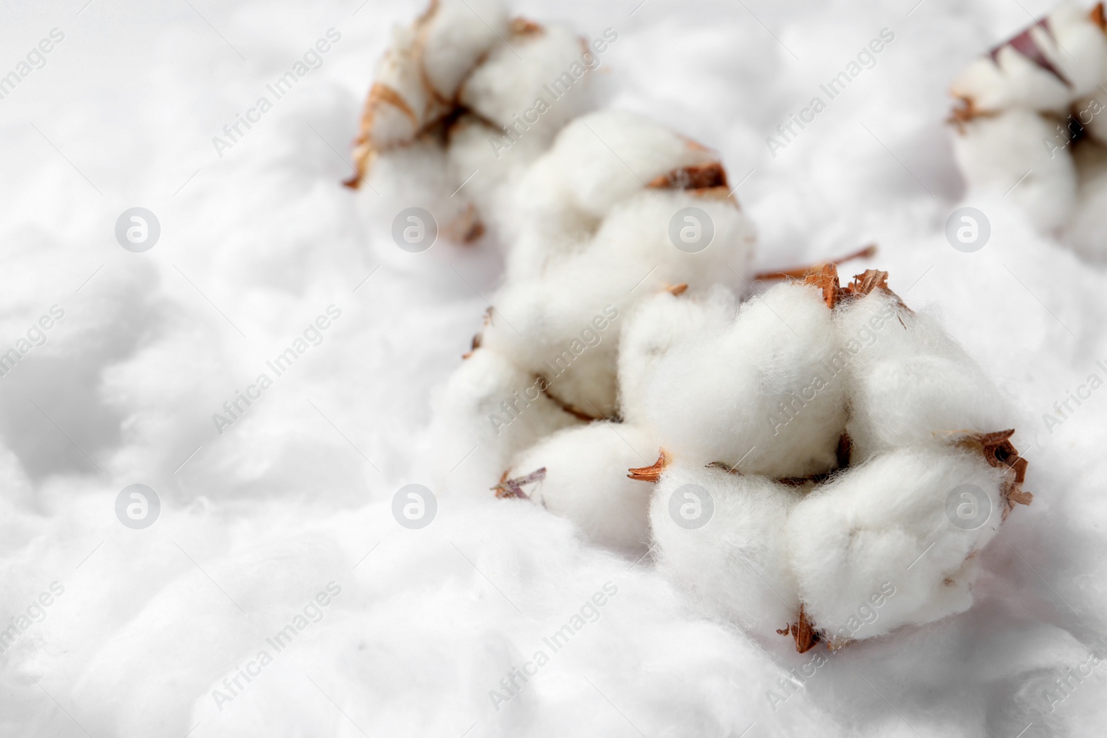 Photo of Cotton flowers on white fluffy background, closeup. Space for text