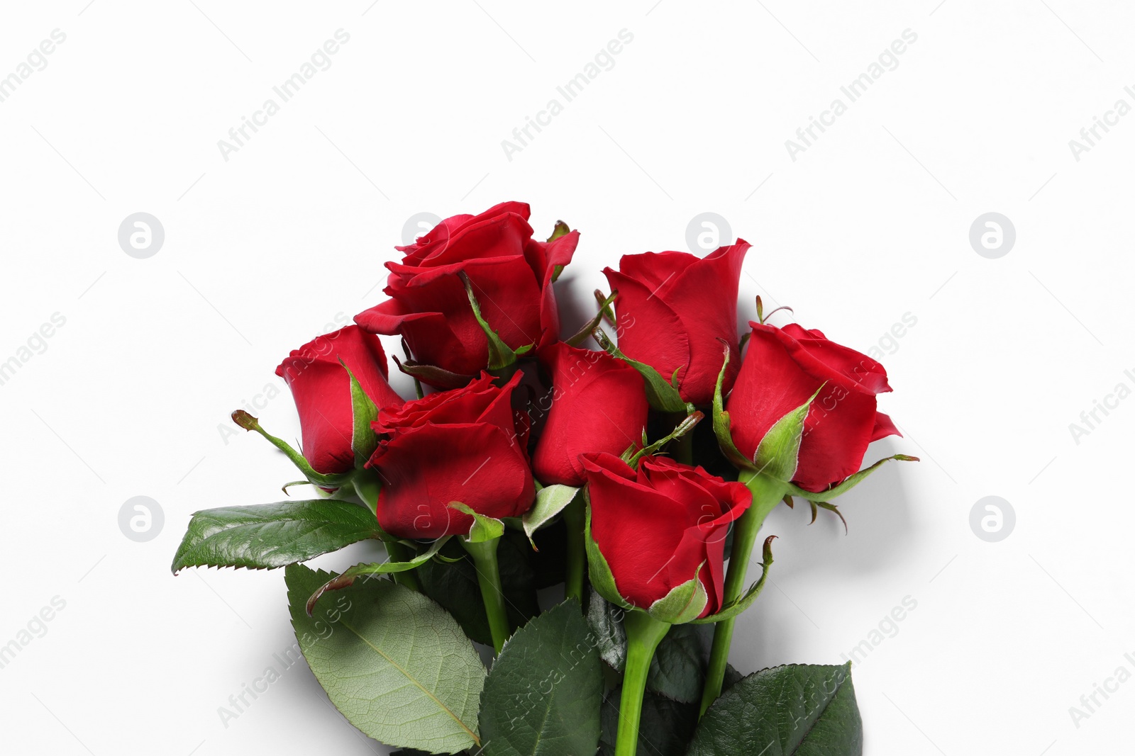 Photo of Beautiful red roses on white background, top view