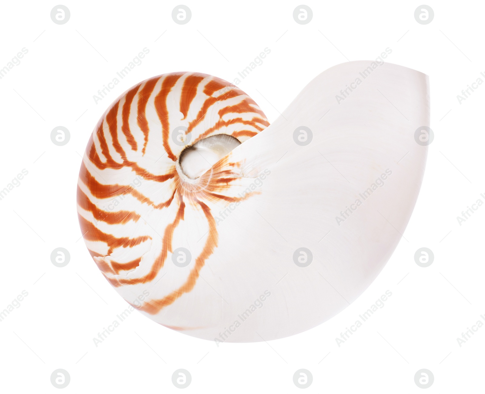 Photo of One beautiful nautilus shell isolated on white