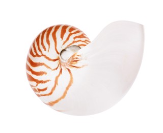 Photo of One beautiful nautilus shell isolated on white