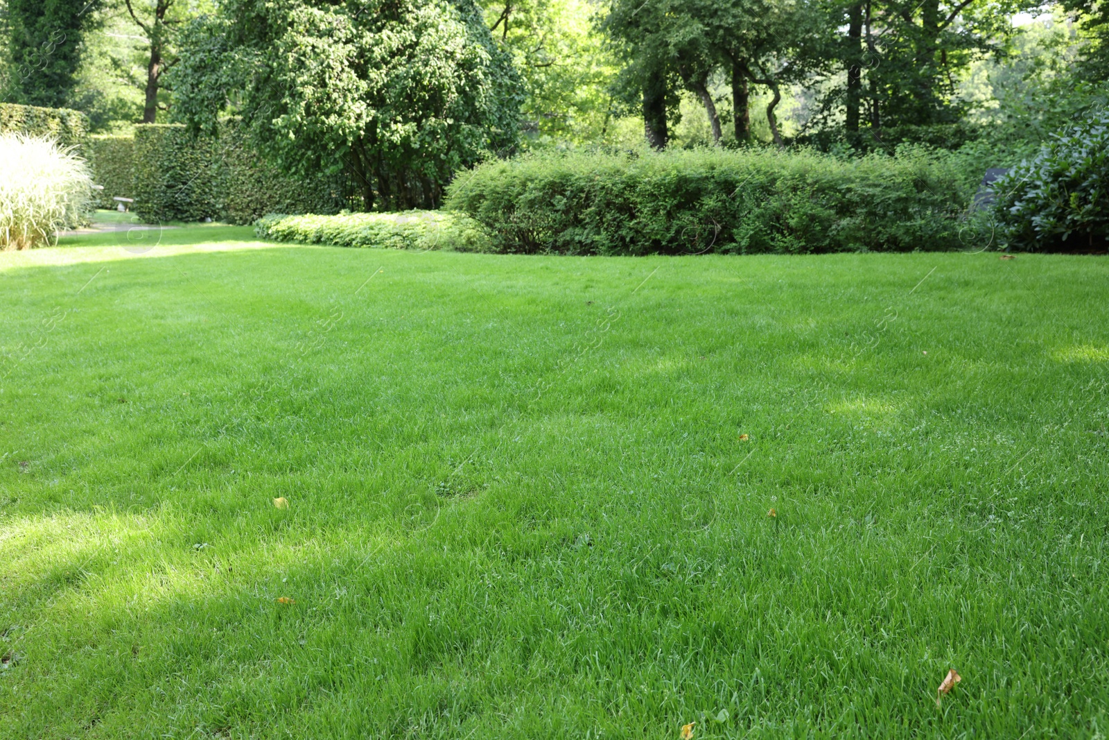 Photo of Beautiful lawn with green grass on sunny day