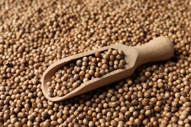 Photo of Dried coriander seeds and wooden scoop, closeup