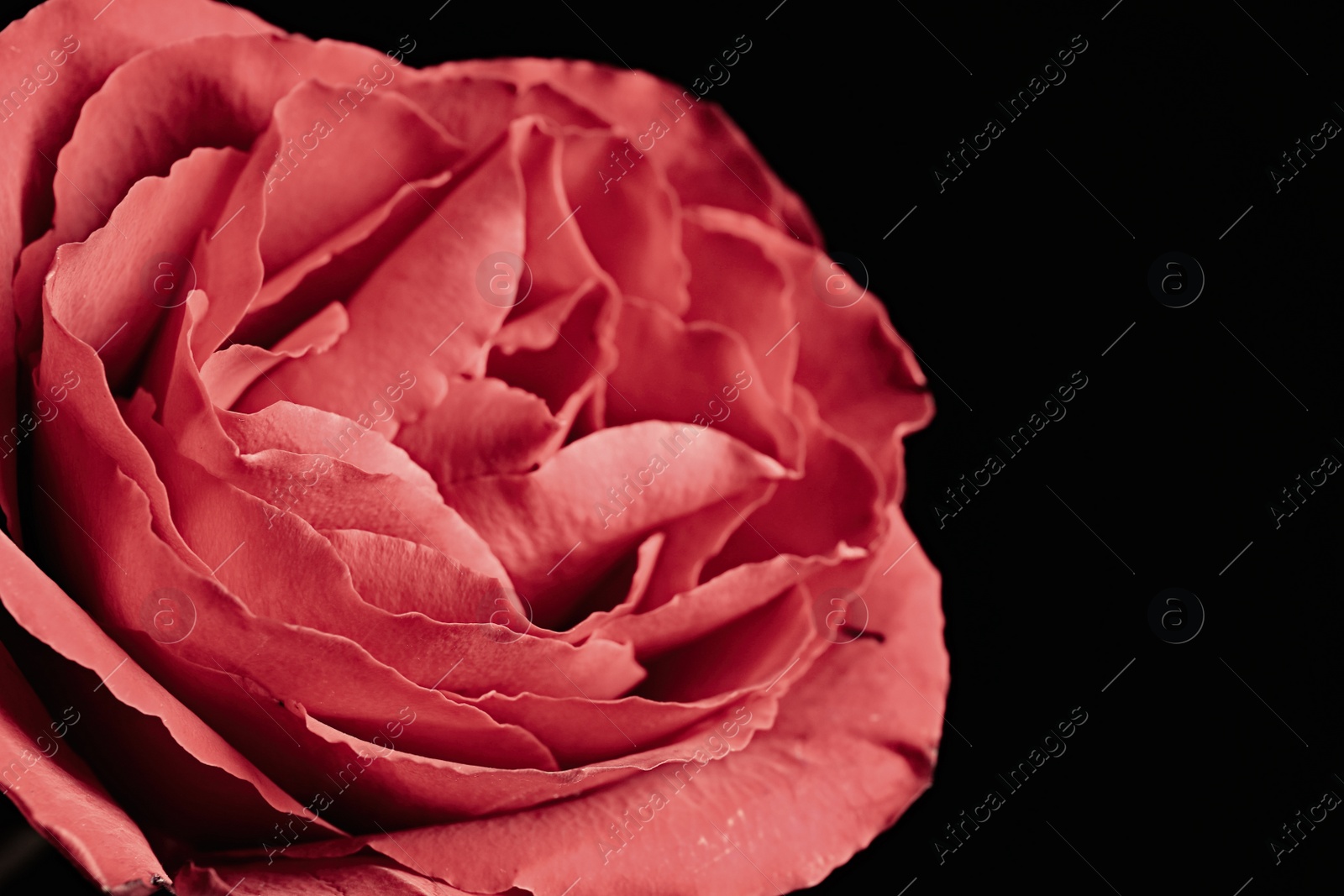 Photo of Beautiful rose on black background, closeup. Floral card design with dark vintage effect