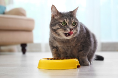 Cute gray tabby cat eating from bowl indoors. Lovely pet