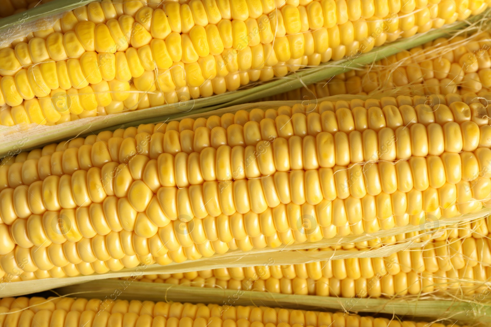 Photo of Tasty sweet corn cobs as background, top view