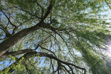 Photo of Beautiful willow tree with green leaves growing outdoors on sunny day, bottom view
