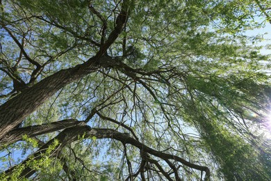 Beautiful willow tree with green leaves growing outdoors on sunny day, bottom view