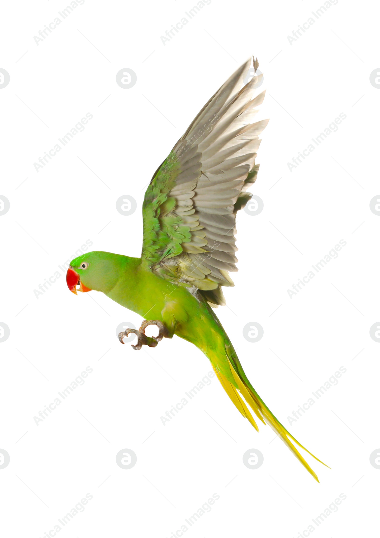 Photo of Beautiful Alexandrine parakeet flying isolated on white