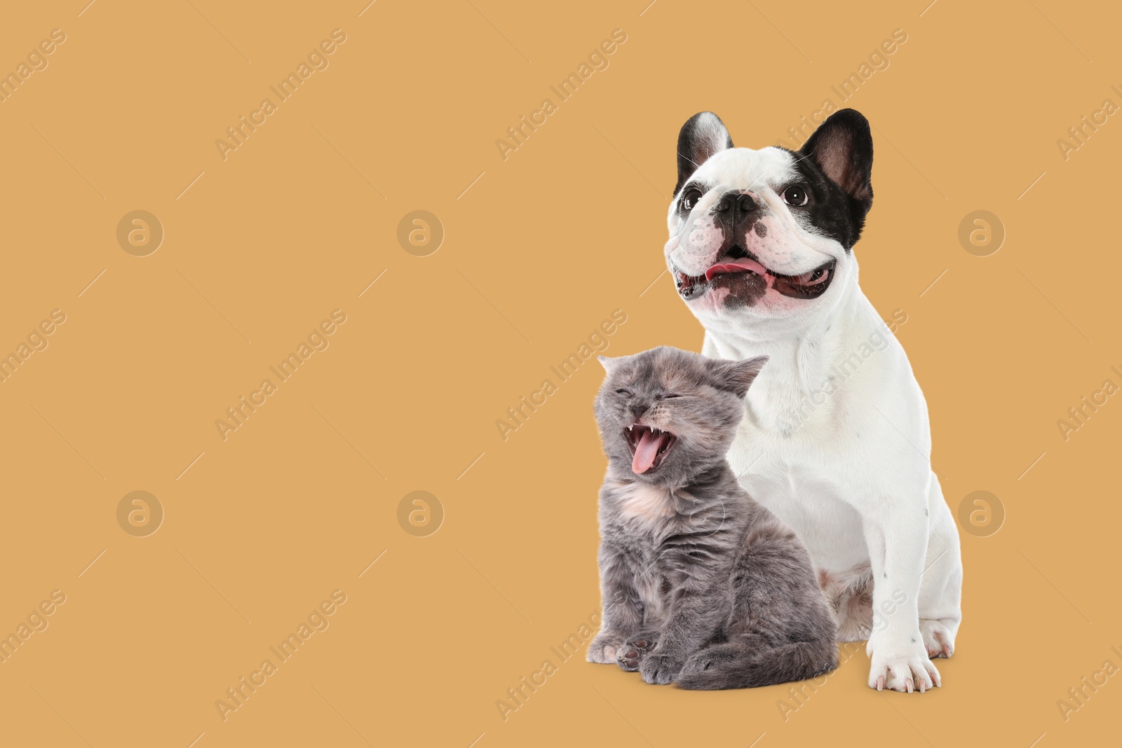 Image of Happy pets. French bulldog and cute little grey kitten on pale orange background, space for text