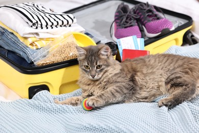 Photo of Travel with pet. Cat, ball, passport, tickets, clothes and suitcase on bed indoors