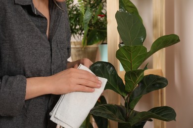 Woman wiping houseplant's leaves with cloth indoors, closeup