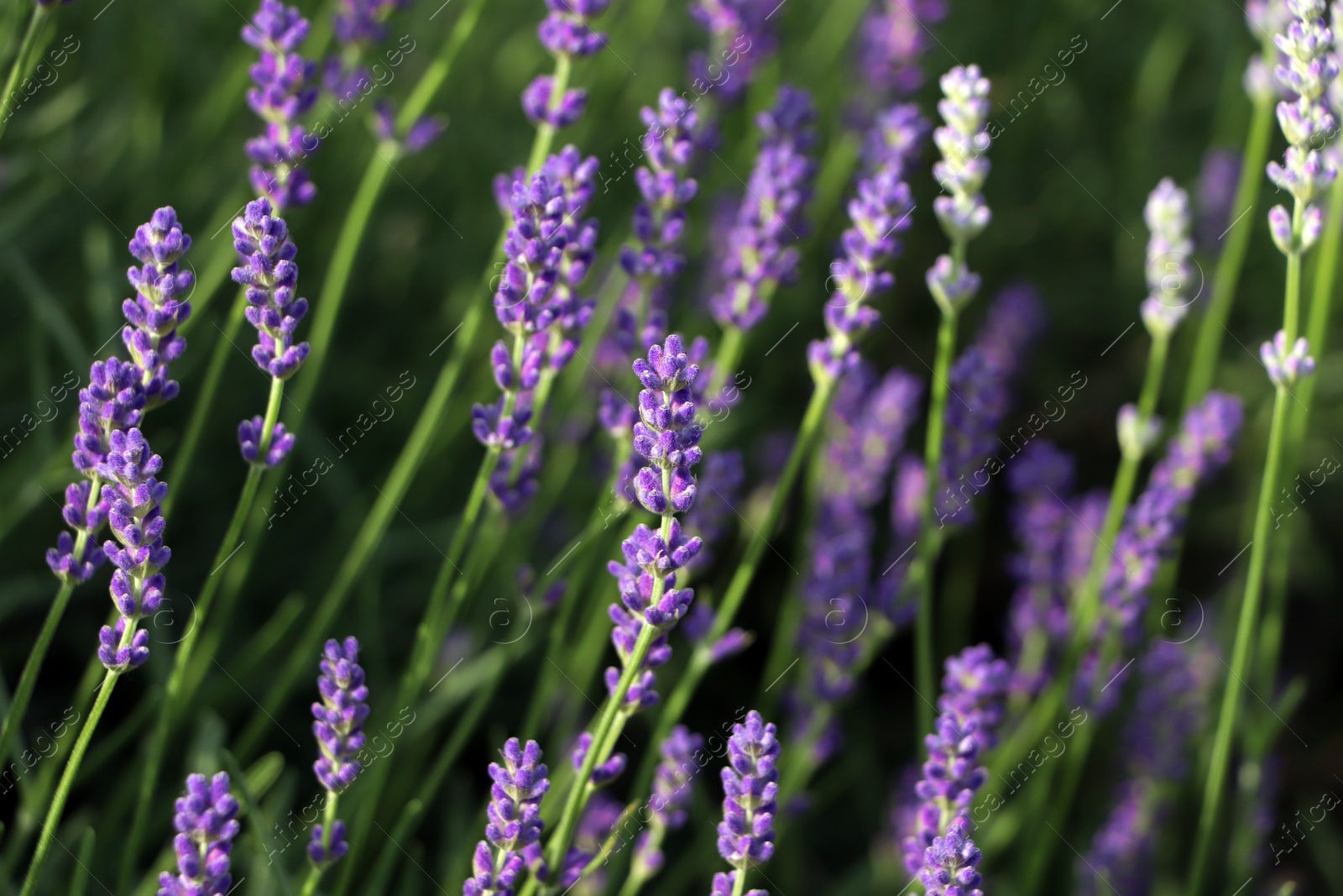 Photo of Beautiful blooming lavender plants in field on sunny day, closeup