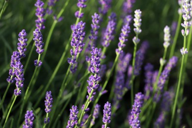 Beautiful blooming lavender plants in field on sunny day, closeup