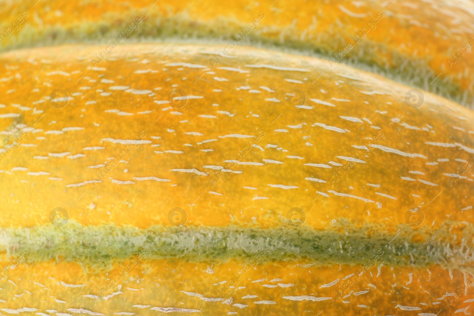 Photo of Texture of fresh ripe melon peel, closeup view