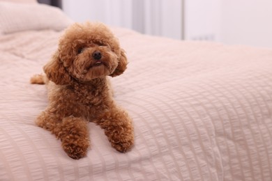 Photo of Cute Maltipoo dog on soft bed at home, space for text. Lovely pet