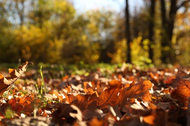 Photo of Beautiful fallen leaves among green grass outdoors on sunny day