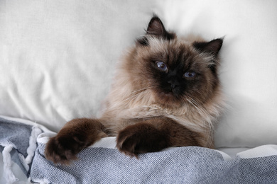 Photo of Cute Balinese cat covered with blanket on bed at home. Fluffy pet