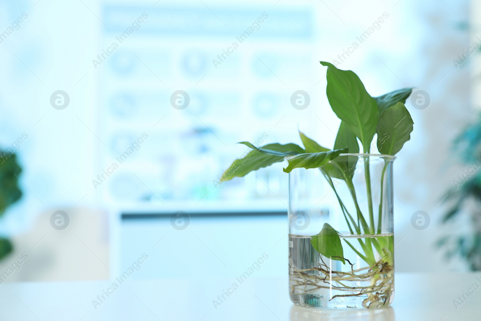 Photo of Beaker with plant on table in laboratory, space for text. Biological chemistry