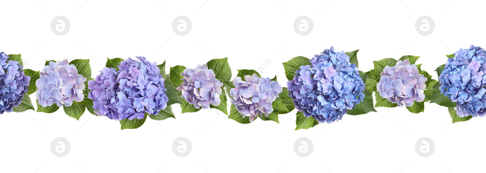 Image of Delicate beautiful hortensia flowers with green leaves on white background, top view. Banner design